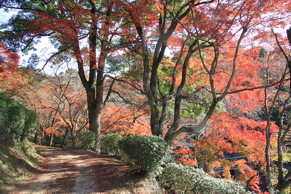 添田公園の紅葉