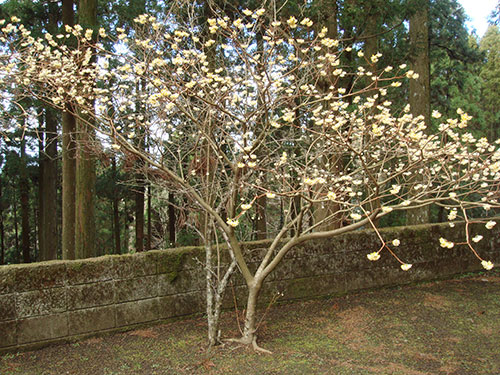 英彦山花ごよみ 添田町観光ガイドの会