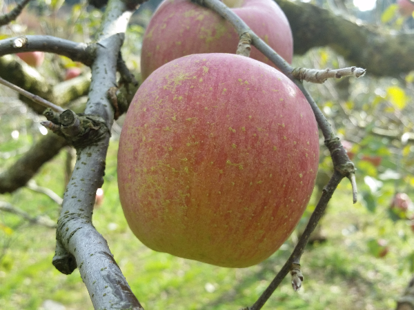 英彦山のお土産