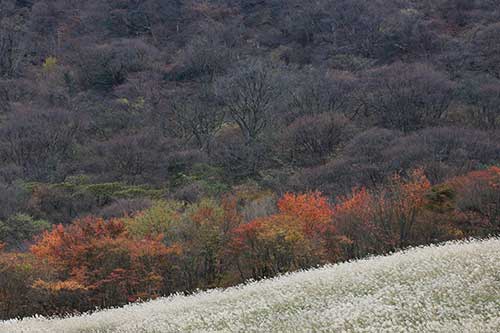 英彦山の紅葉