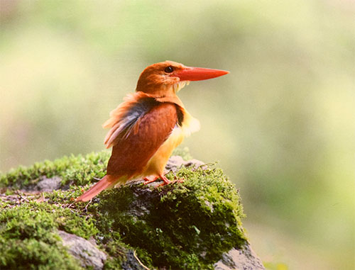 英彦山の野鳥