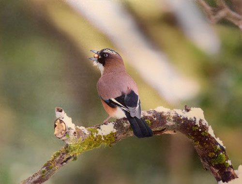 英彦山の野鳥