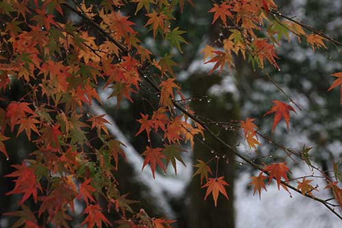 英彦山の紅葉.jpg