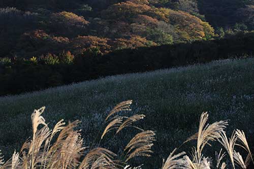 英彦山の紅葉