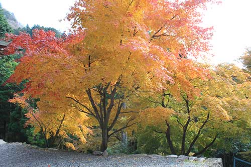 英彦山の紅葉