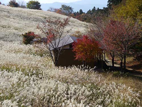 英彦山の紅葉