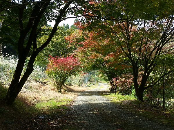 英彦山の紅葉