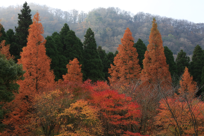 英彦山の紅葉