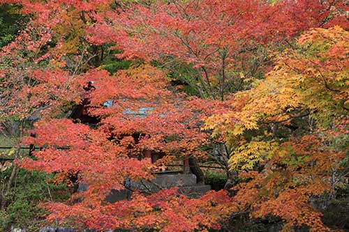 英彦山の紅葉