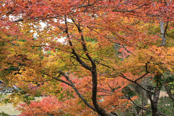 英彦山の紅葉