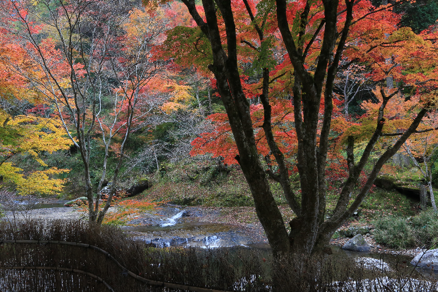 英彦山の紅葉