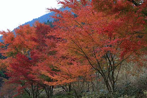 英彦山の紅葉