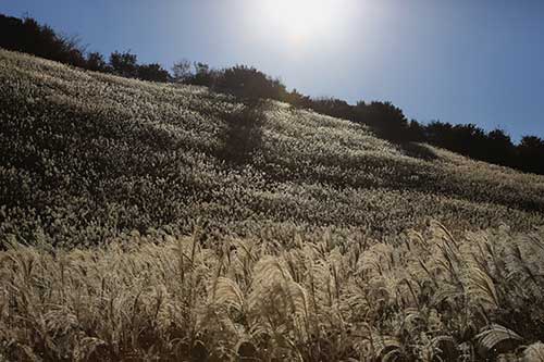 英彦山の紅葉