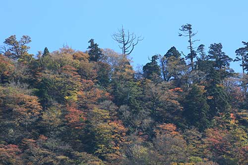 英彦山の紅葉