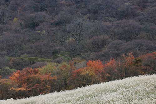 英彦山の紅葉