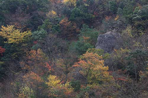 英彦山の紅葉